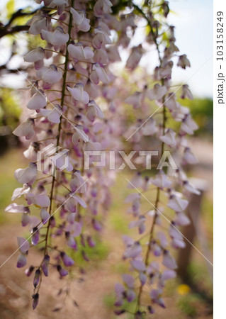 藤、藤の花、花、紫、白、、カラフル、神代植物、日本、東京、庭園