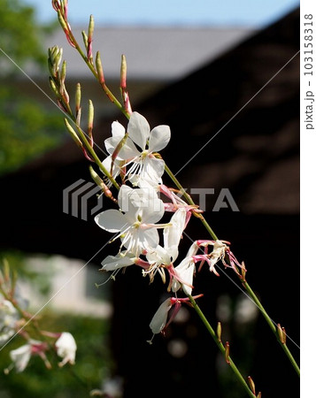 日差しを浴びた白いガウラ(山桃草)の花とつぼみのクローズアップ 日差しを浴びた白いガウラ(山桃草)の花とつぼみのクローズアップ 103158318