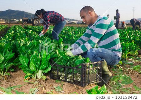 Latino farmer collect harvest chard in the garden 103158472