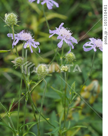 マツムシソウの花 マツムシソウの花 103158481
