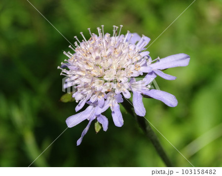 マツムシソウの花 マツムシソウの花 103158482