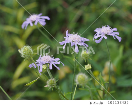 マツムシソウの花 マツムシソウの花 103158483