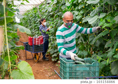 Hired latino worker in protective mask picks crop of cucumbers in greenhouse Hired latino worker in protective mask picks crop of cucumbers in greenhouse 103158866