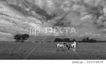 Horses in Pampas plain landscape,La Pampa province, Argentina. Horses in Pampas plain landscape,La Pampa province, Argentina. 103158876