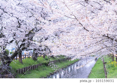 《埼玉県》川越市新河岸川沿い・満開の桜 103159031