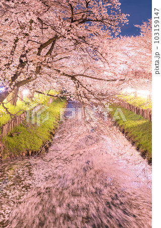 《埼玉県》川越市新河岸川沿い・満開の夜桜 103159147
