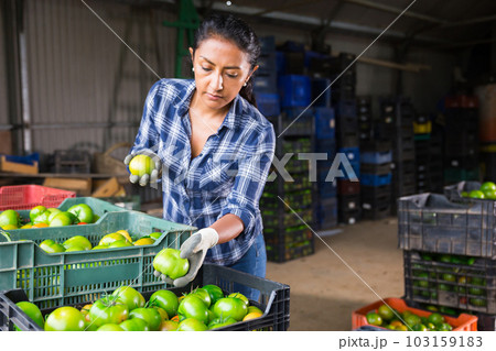Woman sorting harvested green tomatoes on vegetable farm 103159183