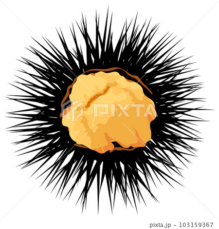 うにのイラスト素材　ベクター 103159367