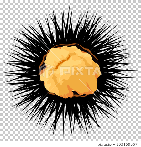 うにのイラスト素材　ベクター 103159367