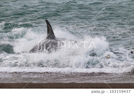 Killer whale hunting sea lions,Peninsula Valdes, Patagonia Argentina 103159437