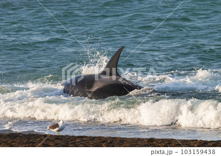 Killer whale hunting sea lions,Peninsula Valdes, Patagonia Argentina Killer whale hunting sea lions,Peninsula Valdes, Patagonia Argentina 103159438