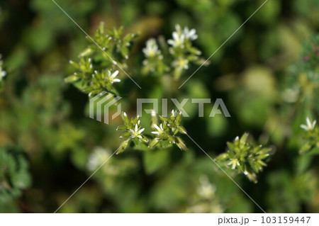 白い小さな雑草の花 白い小さな雑草の花 103159447