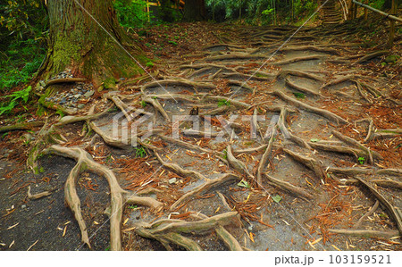一面に張り巡らされた階段状の木の根 103159521