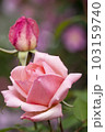ピンクの薔薇　大輪のバラ 103159740
