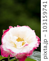 ピンクと白のバラ　大輪 103159741