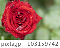 水滴のついた赤い薔薇　バラ　 103159742