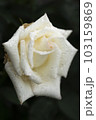 バラ　雨露　白の薔薇 103159869