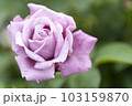 バラ　雨露　紫の薔薇 103159870