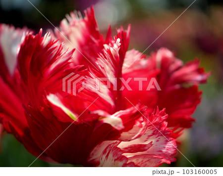 4月に咲いた赤と白のチューリップの花「エステララインフェルド」 4月に咲いた赤と白のチューリップの花「エステララインフェルド」 103160005