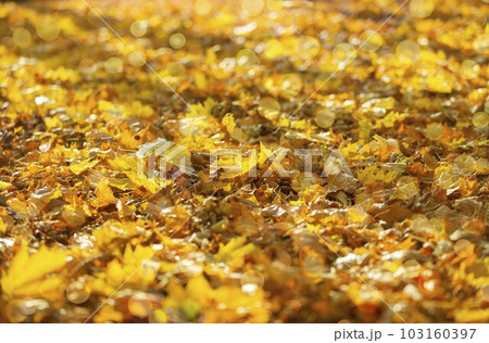 Autumn yellow background maple leaves with bokeh 103160397