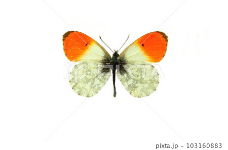 butterfly butterfly 103160883
