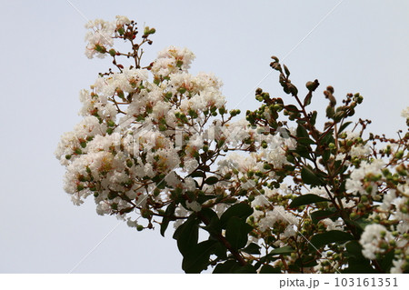 サルスベリ　百日紅　ひゃくじつこう　カントリー・レッド  103161351