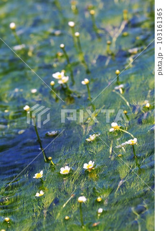 バイガモ 103161365