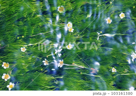 バイガモ バイガモ 103161380