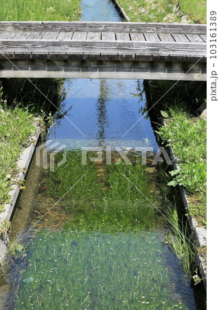 バイガモ バイガモ 103161389