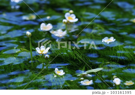 バイガモ バイガモ 103161395