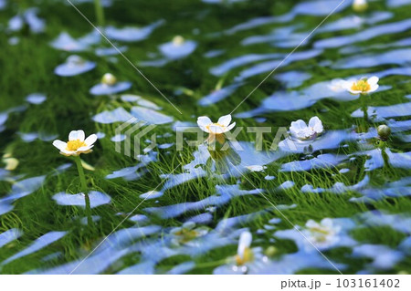 バイガモ バイガモ 103161402