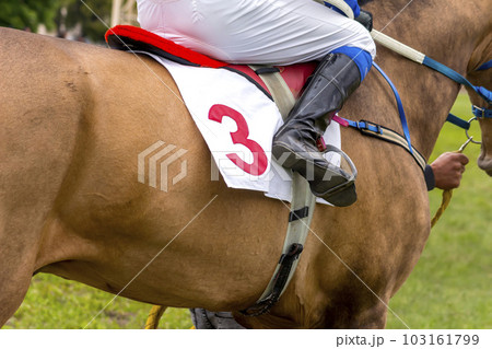 Race horse number three. Race horse number three. 103161799