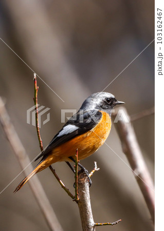 ジョウビタキ ジョウビタキ 103162467