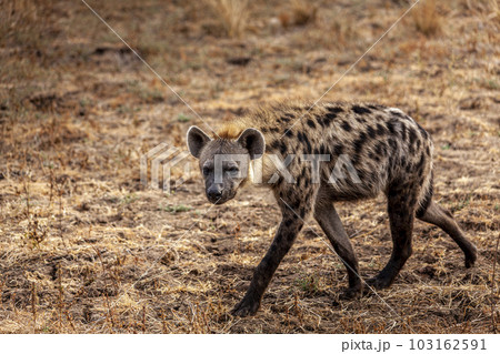close-up of a spotted hyena close-up of a spotted hyena 103162591