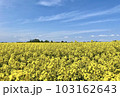 一面の菜の花と青空 103162643