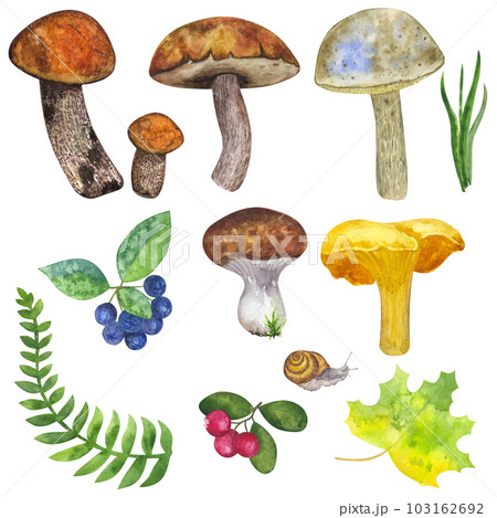Botanical autumn forest set: edible mushrooms, leaves and berries, fern, snail, grass, cranberry, mountain ash. Hand draw watercolor illustration isolated on white background. Design element 103162692