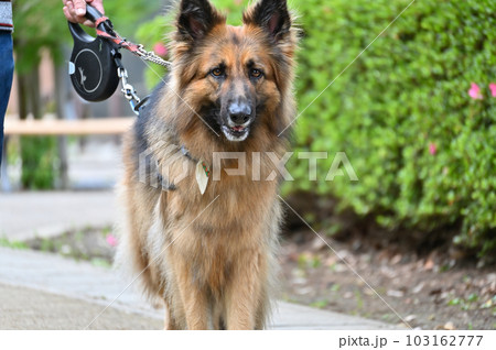 散歩するジャーマンシェパード 散歩するジャーマンシェパード 103162777