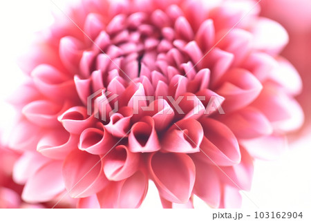 ダリア 華やかな花びらのイメージ背景 白背景 花のぼかし ダリア 華やかな花びらのイメージ背景 白背景 花のぼかし 103162904