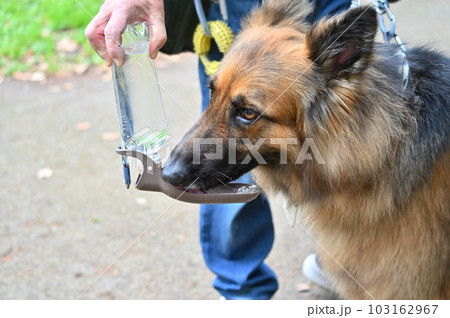 水を飲むジャーマンシェパードドッグ 水を飲むジャーマンシェパードドッグ 103162967