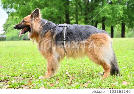 ジャーマンシェパード 103163146