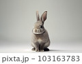 Front view of cute baby rabbits on white background , Little cute rabbits sitting with Lovely action on white, Generative Ai 103163783