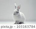 Front view of cute baby rabbits on white background , Little cute rabbits sitting with Lovely action on white, Generative Ai 103163784