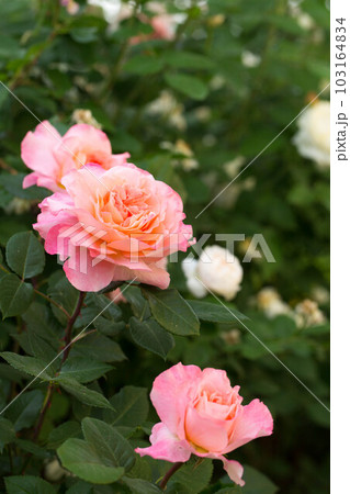 Blooming fragrant pink roses in the garden Blooming fragrant pink roses in the garden 103164834