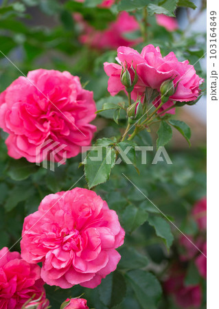 Bright pink roses 103164849