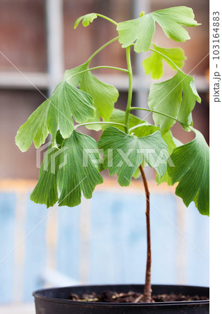 A small tree with large leaves of ginko biloba in a pot A small tree with large leaves of ginko biloba in a pot 103164883