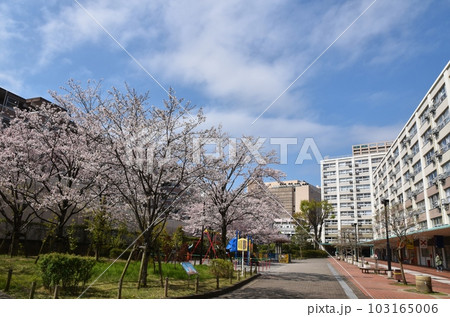 団地の公園と満開の桜　東京 103165006