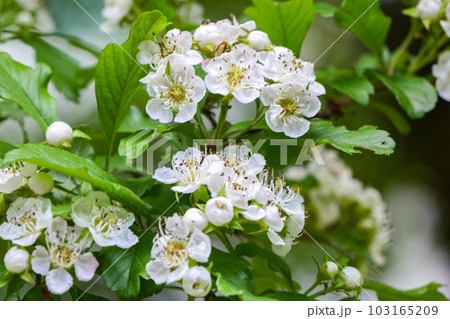 ハーブとしてのサンザシの白いとピンクの花 薬用効果のあるサンザシの実 ハーブとしてのサンザシの白いとピンクの花 薬用効果のあるサンザシの実 103165209