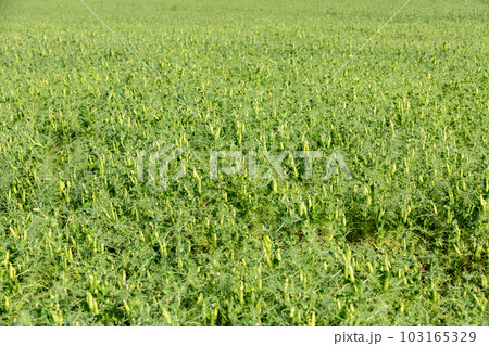 A large field of green peas. Growing green peas on an industrial scale. Large agro-industrial business. 103165329