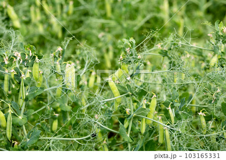A large field of green peas. Growing green peas on an industrial scale. Large agro-industrial business. 103165331