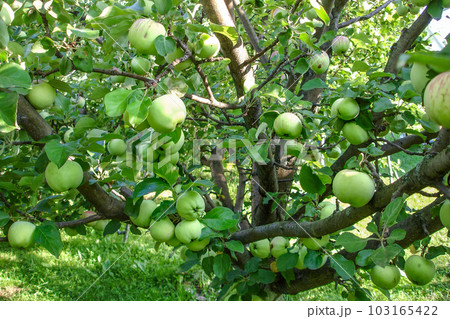 An apple tree with lots of green apples in the greenery of a summer orchard illuminated by the sun 103165422